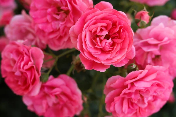 Nahaufnahme Von Schönen Blühenden Rosenstrauch — Stockfoto
