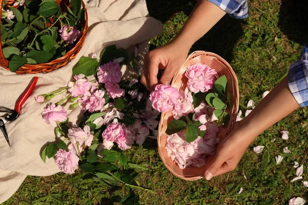 Woman Collecting Tea Rose Petals Wicker Basket Outdoors Top View — Stok Foto