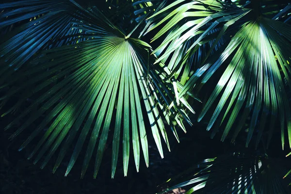 Beautiful Tropical Plant Green Leaves Outdoors —  Fotos de Stock