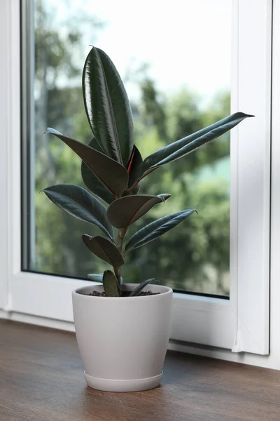 Bonita Planta Casa Vaso Soleira Janela Madeira — Fotografia de Stock