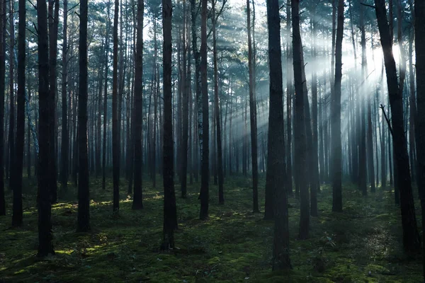 Vista Maestosa Della Foresta Con Raggi Sole Che Splendono Tra — Foto Stock