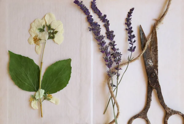 Güzel Kurumuş Çiçekleri Sicimi Eski Makası Olan Açık Bir Kitap — Stok fotoğraf