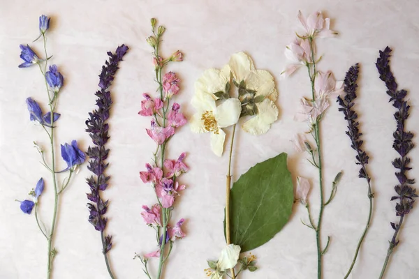 Krásné Sušené Květiny Listu Papíru Horní Pohled — Stock fotografie