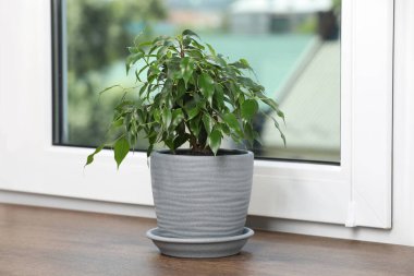 Ahşap pencere pervazında güzel saksı bitkisi