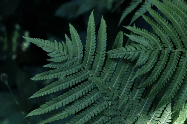 Beautiful Fern Lush Green Leaves Growing Outdoors Closeup — Foto Stock