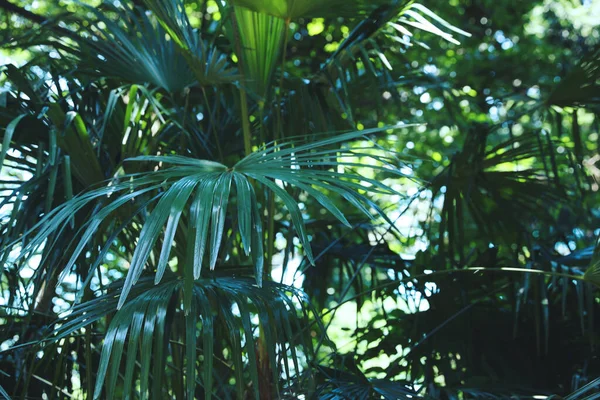 Beautiful Tropical Plant Green Leaves Outdoors — Foto de Stock