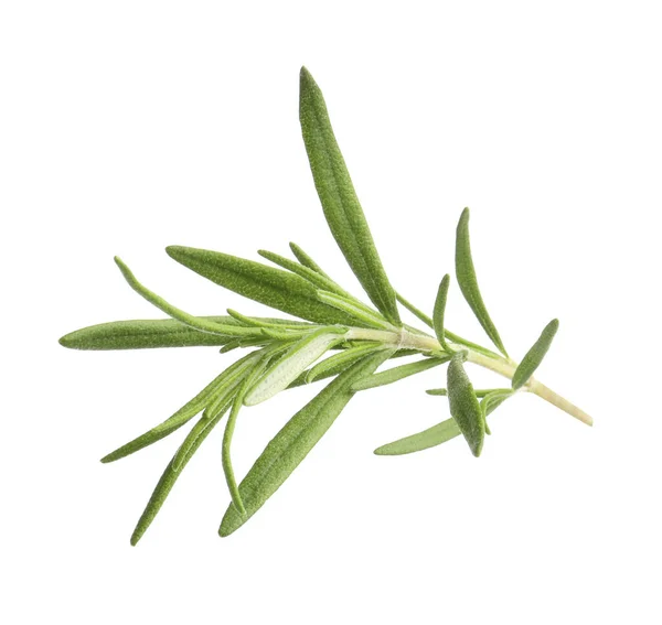 Aromatic Rosemary Sprig Isolated White Fresh Herb — ストック写真