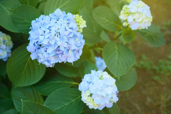 Flores Hortensia Bonitas Que Crescem Parque Vista Superior — Fotografia de Stock