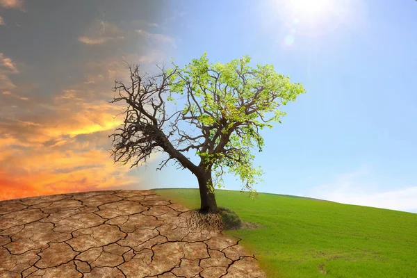 屋外で死んで生きている木の半分 地球温暖化で破壊された地球を描いたコンセプチュアルな写真 — ストック写真