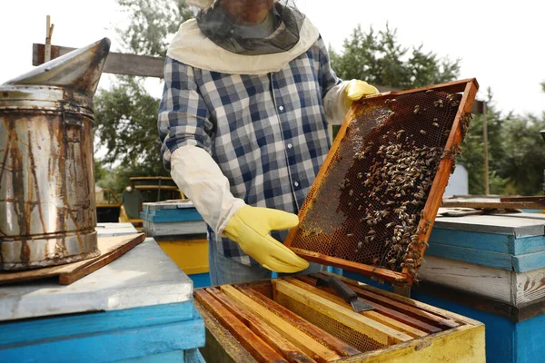 養蜂家は蜂の巣フレームを持つエイピア クローズアップ 蜂蜜の収穫 — ストック写真