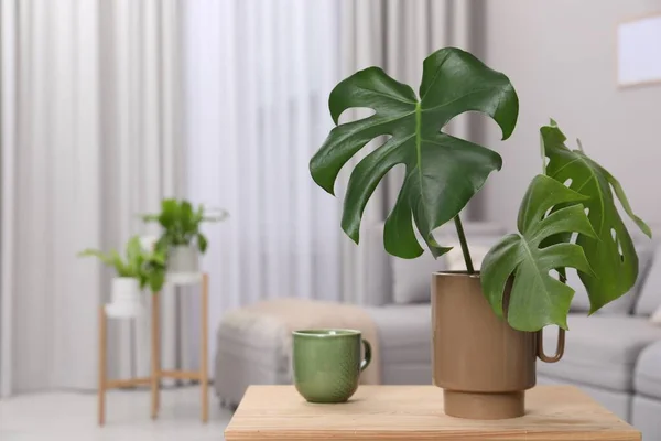 Keramikvase Mit Tropischen Blättern Auf Holztisch Wohnzimmer Raum Für Text — Stockfoto