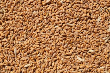 Arkaplan olarak buğday taneleri yığını, yakın plan görünümü
