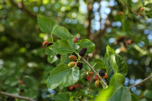 Branch Ripe Unripe Mulberries Garden Closeup — Stockfoto