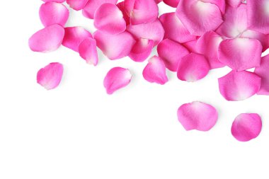 Many pink rose petals on white background, top view