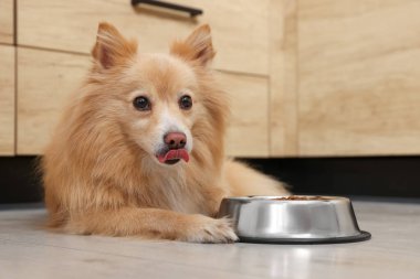 Şirin Pomeranya köpekleri evdeki yemek kasesinin yanında.