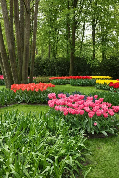 公园里有各种各样美丽的花 春季季节 — 图库照片