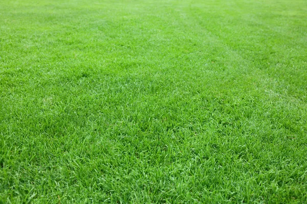 Beautiful Freshly Cut Green Lawn Background — Stock Fotó