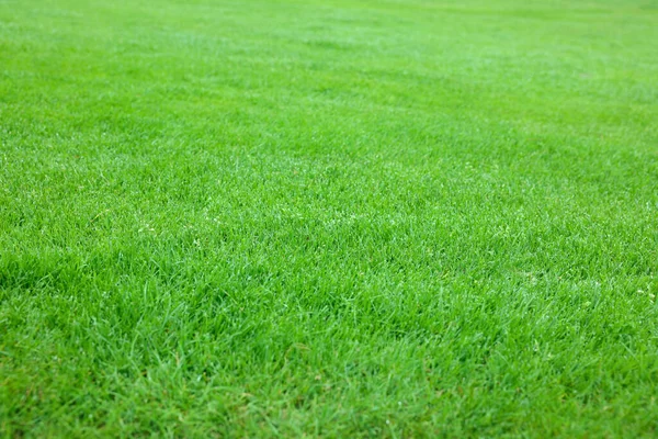 Beautiful Freshly Cut Green Lawn Background — Zdjęcie stockowe