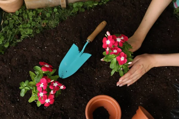Frau Pflanzt Wunderschöne Rosa Vinca Blüten Die Erde Oben Blick — Stockfoto