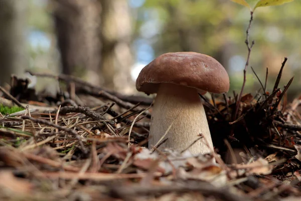 秋天里在森林里生长的美丽的蘑菇 文字空间 — 图库照片