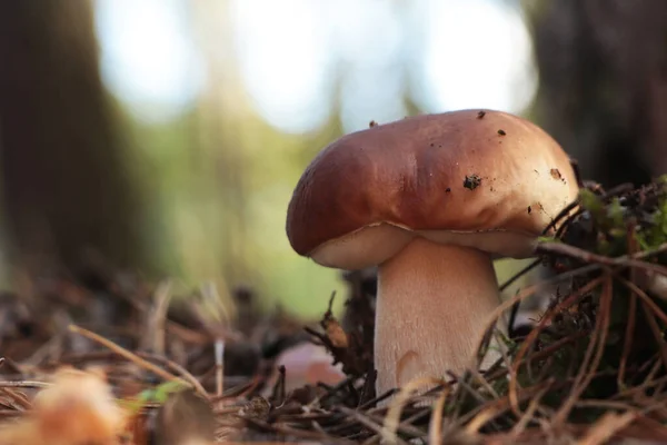 秋天里在森林里生长的美丽的蘑菇 — 图库照片