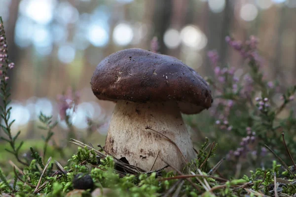 秋天里 森林里生长着美丽的香菇 — 图库照片