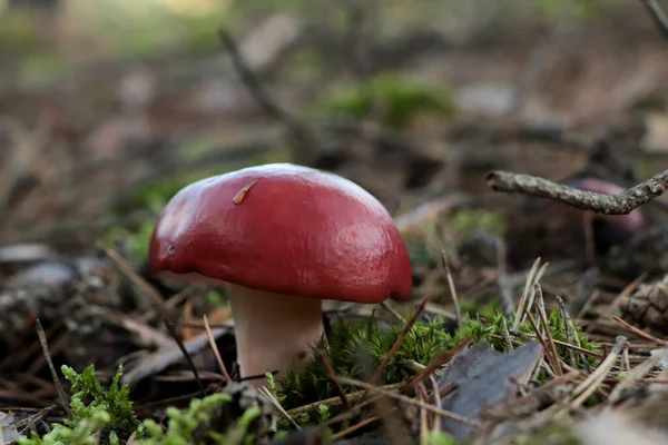 森林中生长的蘑菇 特写镜头 — 图库照片