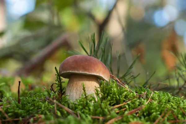 Porcini Paddestoel Groeit Het Bos Close Uitzicht — Stockfoto