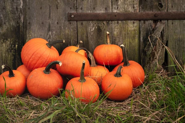 Many Ripe Orange Pumpkins Grass Wooden Fence Outdoors — Stock Photo, Image