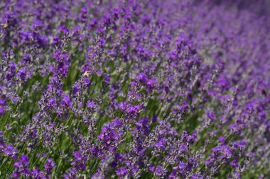 Beautiful blooming lavender in field, closeup view