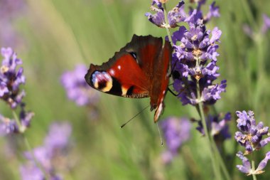 Güneşli bir günde lavanta tarlasında güzel bir kelebek, yakın plan.