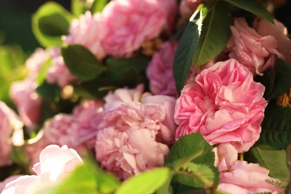 Beautiful Pink Tea Roses Outdoors Closeup View — Stockfoto