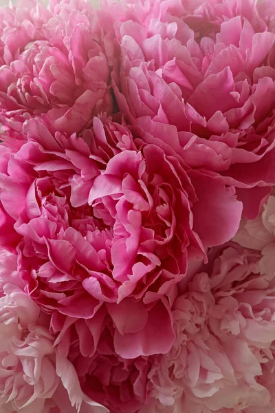 Closeup View Beautiful Pink Peony Bouquet — ストック写真