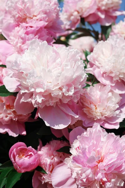 Wonderful Blooming Pink Peonies Garden Closeup — Fotografia de Stock