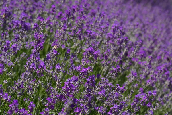 Beautiful Blooming Lavender Field Closeup View — 图库照片