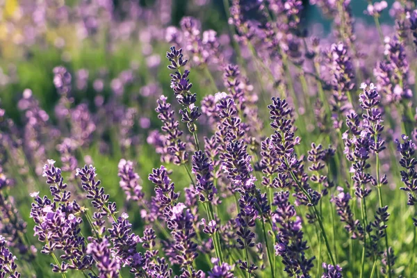 Vista Cerca Hermosa Lavanda Campo Día Soleado —  Fotos de Stock