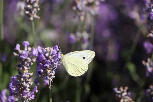 Beautiful Butterfly Lavender Field Sunny Day Closeup — Photo