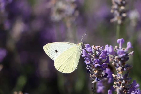Beautiful Butterfly Lavender Field Sunny Day Closeup — Photo