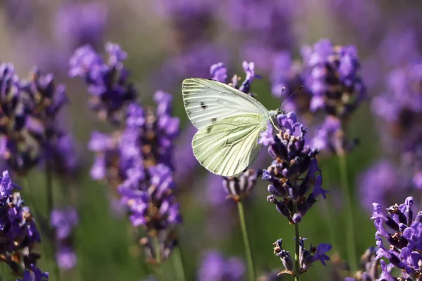 Beautiful Butterfly Lavender Field Summer Day Closeup — Stockfoto