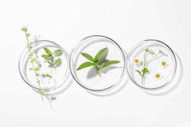 Beyaz arka planda farklı bitkiler bulunan petri kapları düz.