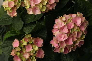 Güzel pembe çiçekli Hortensiya bitkisi, yakın plan.