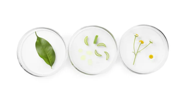 Petrischalen Mit Verschiedenen Pflanzen Isoliert Auf Weiß Ansicht Von Oben — Stockfoto