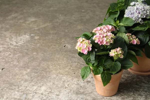 Vackra Blommande Hortensia Växter Krukor Grå Sten Bakgrund Plats För — Stockfoto