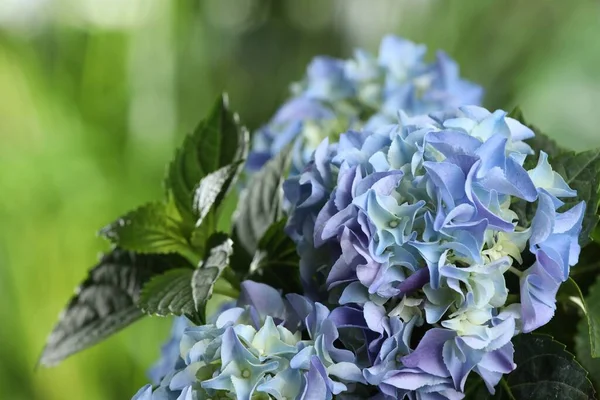 Bonita Planta Hortensia Com Flores Azuis Claras Livre Close — Fotografia de Stock