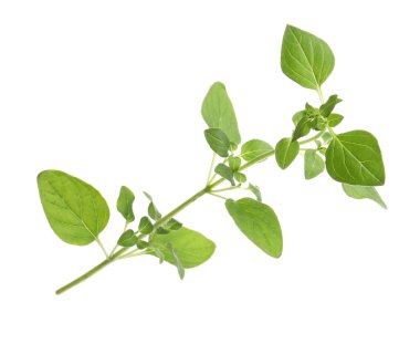 Aromatic green marjoram sprig isolated on white. Fresh herb