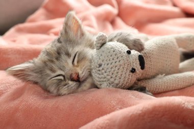 Şirin kedi yavrusu yumuşak pembe battaniyede oyuncakla uyuyor.