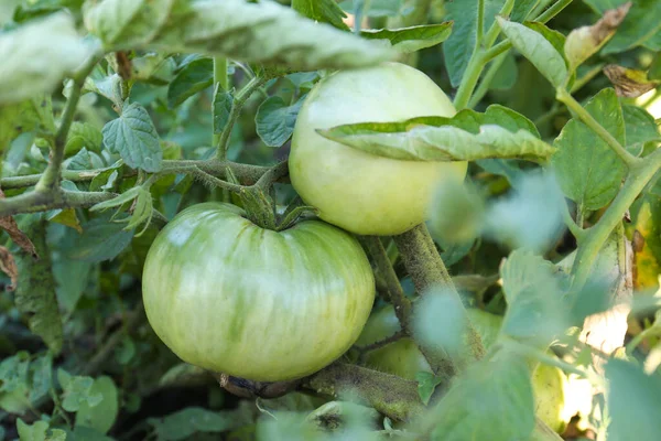 Vacker Grön Tomat Växt Som Växer Trädgården Närbild — Stockfoto