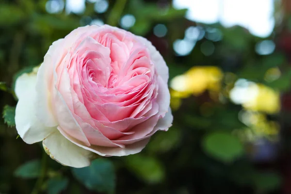 Beautiful Blooming Pink Rose Bush Outdoors Closeup Space Text — Stock Photo, Image