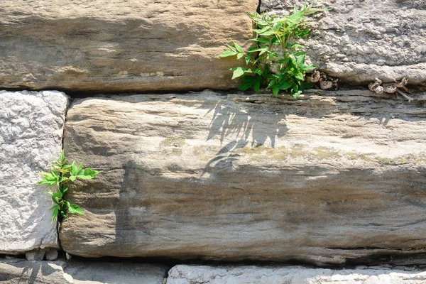 Текстура Старой Каменной Стены Растениями Качестве Фона Крупным Планом — стоковое фото