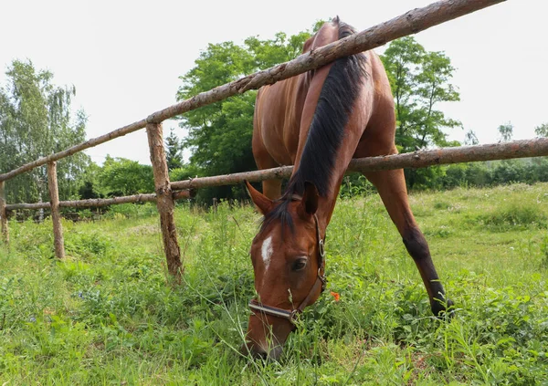 Beautiful Horse Grazing Green Grass Paddock Outdoors — Φωτογραφία Αρχείου